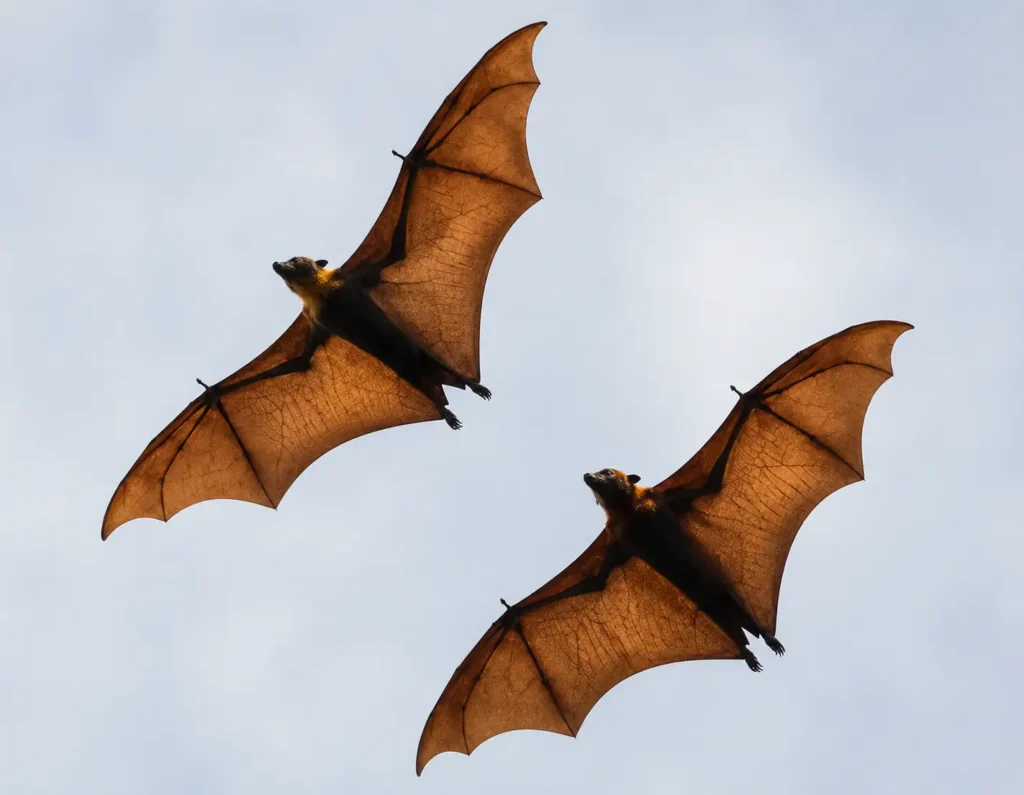 Vitalmindflow Nipah Virus Alert